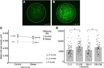 The impact of a maternal and offspring obesogenic diet on daughter’s oocyte mitochondrial ultrastructure and bioenergetic responses. Insights from an outbred mouse model